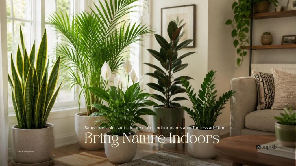 Bangalore's pleasant climate makes indoor plants an effortless addition aapolix