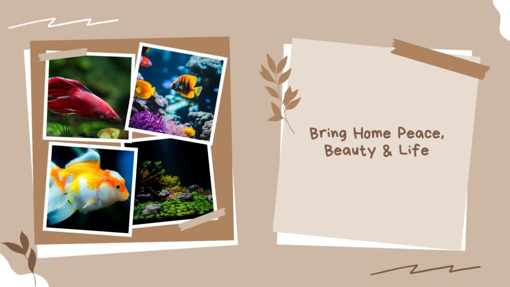 Mokshitha Aquarium & Pet Shop Ananth Nagar Phase 2, Bangalore